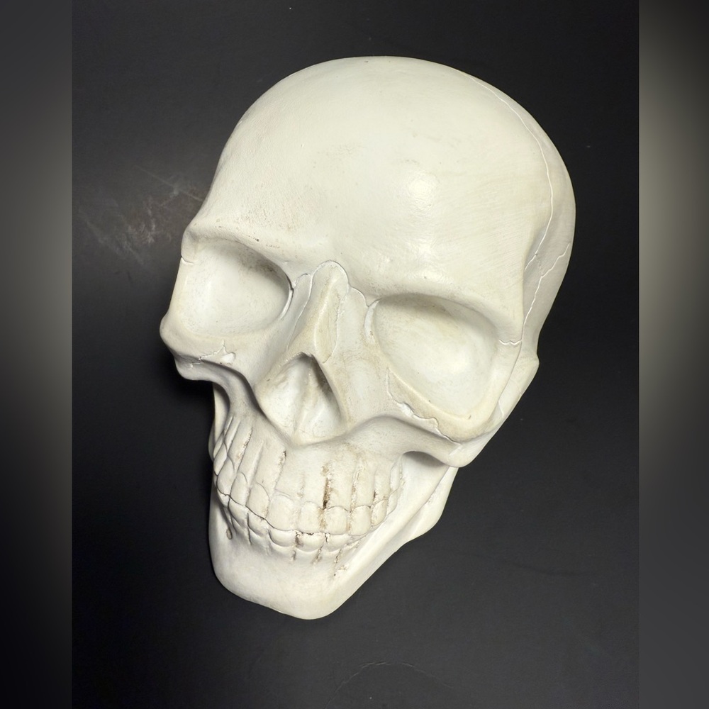Human skull replica 5” tall